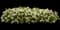 Limelight Panicle Hydrangea — design image 5