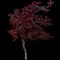 Emperor I® Japanese Maple Tree — design image 13
