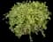 Yaupon Holly Shrub — design image 2