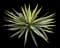 Golden Sword Yucca — design image 1