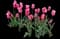 Tulip 'Marriette Lily Flowering' — design image 1