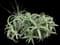 Torch Aloe — design image 31