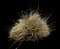 African Fountain Grass — design image 3