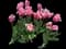 Tulip 'Big Love' — design image 1