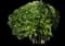 Korean Spice Viburnum Shrub — design image 7