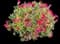 Sweet William - Pinks — design image 4
