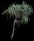Tahitian Screw Pine — design image 10