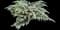 Crested Japanese Painted Fern — design image 2