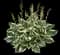 Hosta Plants — design image 3