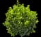 Evergreen Japanese Euonymus Shrub — design image 3