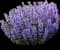 Cat's Pajamas Catmint — design image 3