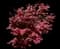 Emperor I® Japanese Maple Tree — design image 9