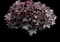 Palace Purple Heuchera — design image 1