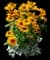 Denver Daisy - Black-Eyed Susan — design image 1