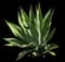 Fox Tail Agave — design image 11