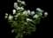 Bigleaf hydrangea — design image 10