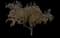 Siberian Crabapple Tree — design image 3