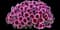 Capella™ Fuchsia Lace Petunia hybrida — design image 1