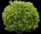 Sea Grape Bush — design image 2