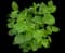 Bigleaf hydrangea — design image 6