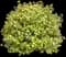 Lucky Devil® Gold Ninebark — design image 1