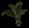 Coconut Palm — design image 25
