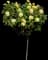 Julia Child Rose — design image 1