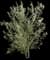 Olive Tree — design image 2