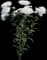 Celestial White Garden Mum — design image 3