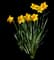 Wild Daffodil — design image 19