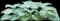 Hosta Plants — design image 4
