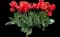 Tulip 'Ad Rem' — design image 1