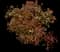 Chinese Photinia — design image 14