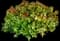 Abelia 'Kaleidoscope' — design image 5