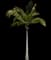 Coconut Palm — design image 9