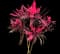 'Red Sister' Cabbage Palm — design image 9