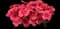 Salmon Red Eye primrose — design image 1