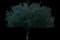 Pineapple Quince Tree — design image 1