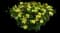 Yellow Splash™ Improved Bidens ferulifolia — design image 1