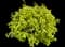 Golden Euonymus Shrub — design image 4
