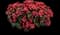 Solenia Scarlet Rieger Begonia — design image 1