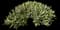 Pig's ear — design image 2