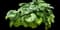 Giant Leopard Plant — design image 1
