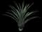 Palmer's Agave — design image 2