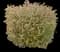 Japanese Spiraea — design image 25