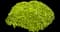 Greek Oregano — design image 1