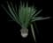 Spanish Dagger Yucca — design image 13