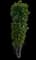 Columnar Buckthorn — design image 1