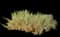 Giant Reed — design image 1