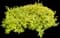 Dwarf Myrtle — design image 4
